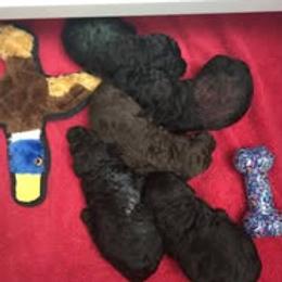 Poodle puppies from Amari Miniature Poodles