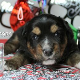 Ginger BTF6 - Black tri female Miniature Australian Shepherd puppy in Elgin, Oregon from LongMile Aussies