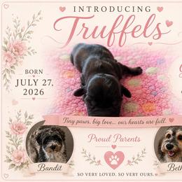Truffles - Tri-color female Coton de Tulear puppy in Freeport, Texas from H❤️PE COTONS