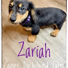 Zariah - Black and cream female Dachshund puppy in Cincinnati, Ohio from Caines Dachshund Farm