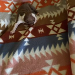 Girl 4 - Red female Boston Terrier puppy in Charleston, West Virginia from Mountain Momma Bostons