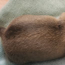 Dachshund Puppies from Happy Acres  Miniature Dachshunds