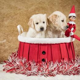 Golden Retriever Puppies from Golden Borealis
