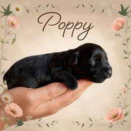Poppy - Black female Miniature Schnauzer puppy in Pendleton, South Carolina from Lap Happy Schnauzers