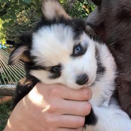 Nova - Black and white female Pomsky puppy in Kittredge, Colorado from Rocky Mountain Pomskies