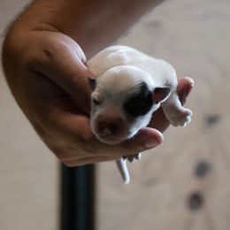 Prancer - Blue mottled female Australian Cattle Dog puppy in Buffalo Valley, Tennessee from Buffalo Valley Breeders