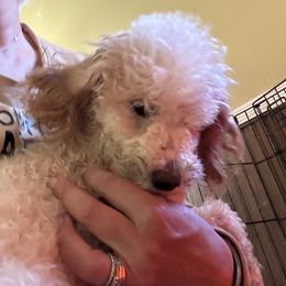 Cocktail from Forest Creek - Cockapoo