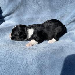 Black and white female - Black tri-color female Aussiedoodle puppy in Hillsboro, Illinois from Shoal Creek Puppies