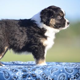 Miniature American Shepherd Puppies from Bandana Kennel