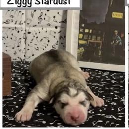 Ziggy Stardust - Sable and white male Alaskan Malamute puppy in Easton, Maryland from Stars Howl-O Kennels by FurEver Friends Inc