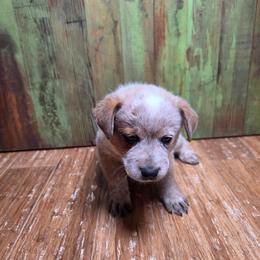 Blue Collar Red Male - Red speckled male Australian Cattle Dog puppy in Riverton, Utah from Rundown Ranch Cattle Dogs