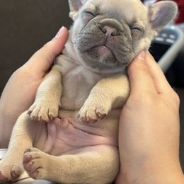 French Bulldog Puppies from Love & Frenchies