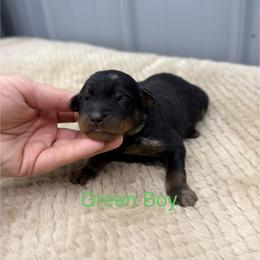 Green Boy - Harlequin male Beauceron puppy in Floyd’s Knobs, Indiana from Birdwing Beaucerons