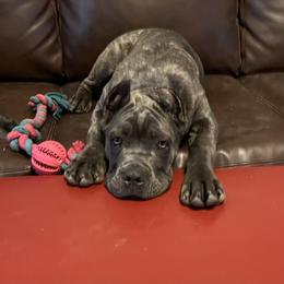 Vanna - Gray Cane Corso puppy in Briggs, Texas from Capital City Corso’s