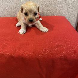 Sadie - Apricot female Havapoo puppy in Brookings, South Dakota from Hofer Pups