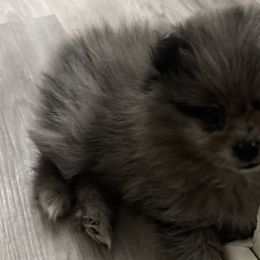 Pomeranians from BE North GA Pomeranians