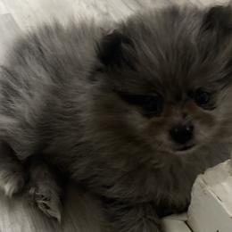 Pomeranians from BE North GA Pomeranians