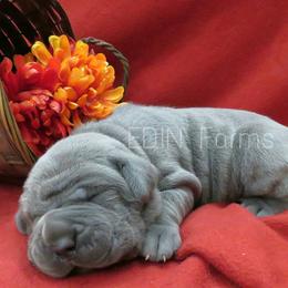 Neapolitan Mastiff Puppies from EDIN Farms Neos
