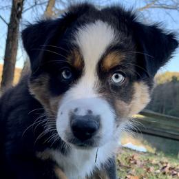 Coors - Australian Shepherd
