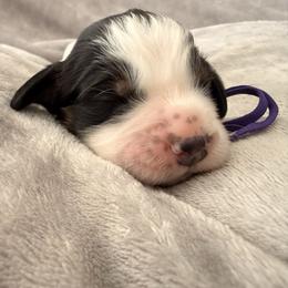 Candy - Black white and tan female English Springer Spaniel puppy in Cleburne, Texas from Powers English Springer Spaniels