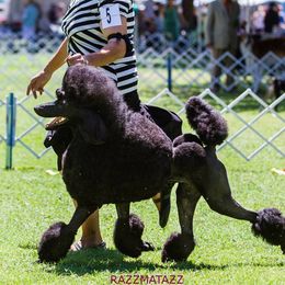 Poodle All Grown Up from Tiara Standard Poodles