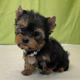 Darla SMALL - Blue and gold female Yorkshire Terrier puppy in Monticello, Iowa from Ashley’s Puppies