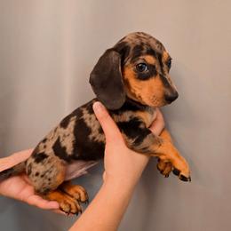 Puppy 3 - Dapple male Dachshund puppy in Hesperia, California from VOM HAUSE Imperial