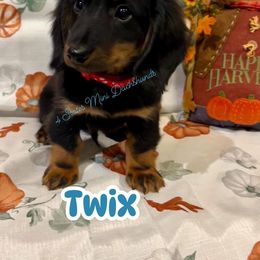 Dachshund Puppies from 4 States Mini Dachshunds