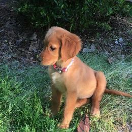 Golden Retriever Puppies from Ginger Snap Golden Retrievers