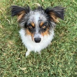 Giovani - Toy Australian Shepherd