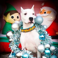 Chloris- Girl 1 - White female Dogo Argentino puppy in San Diego, California from Debonair Dogos