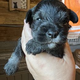 Miniature Schnauzer Puppies from Cedar Ridge Ranch Mini Schnauzers
