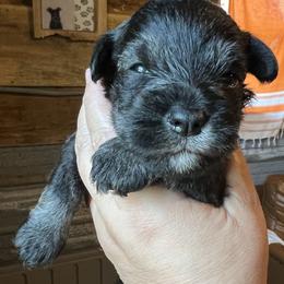 Miniature Schnauzer Puppies from Cedar Ridge Ranch Mini Schnauzers