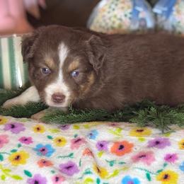Crush - Red tri male Miniature Australian Shepherd puppy in California from Eagle River Aussies