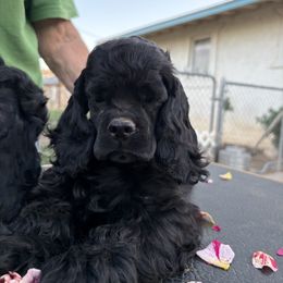 Amore babygirl - Black female Cocker Spaniel puppy in Kingman, Arizona from Amore’s Cockers