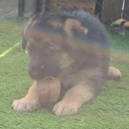 German Shepherd Puppies from Saint Pete Sheps