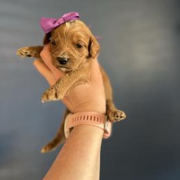 Purple - Parti female Goldendoodle puppy in Casper, Wyoming from 307 Doodles