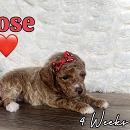 Rose - Red  female Goldendoodle puppy in Runaway Bay, Texas from Green Ranch Doodles