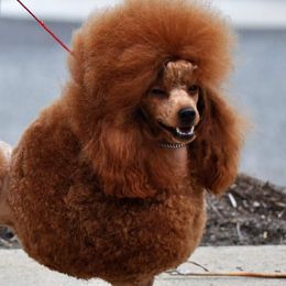 Poodles from Morningstar Poodles