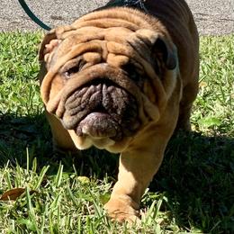 Osiris - Bulldog