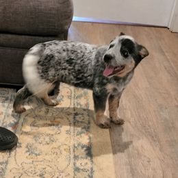 Australian Cattle Dog Puppies from Wood Haven Farm of SC