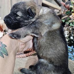 Luna - Black and silver female German Shepherd puppy in Sequim, Washington from German Shepherd Haus