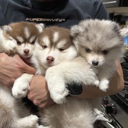 Pomsky puppies from Pinkie's ChildCare