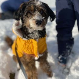 Aussiedoodle Puppies from A Dose Of Doodle