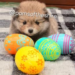 Morwen - Orange sable female Pomeranian puppy in Boca Raton, Florida from Poms of The Shire