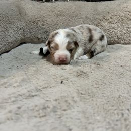 Ms. Marvel - Red merle female Australian Shepherd puppy in Terryville, Connecticut from Spirited Aussies
