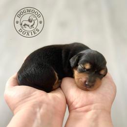 Pancake - Black and tan male Dachshund puppy in Monroe, North Carolina from Dogwood Doxies