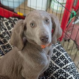 Girl 2 - female Long Haired Weimaraner puppy in Evart, Michigan from Drehbar Weimaraners