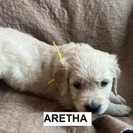 Girl 3 - female Golden Retriever puppy in Berea, Kentucky from Lucky Golden Ranch