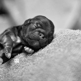 Pekingese Puppies from Deja vu Pekingese EOM-S